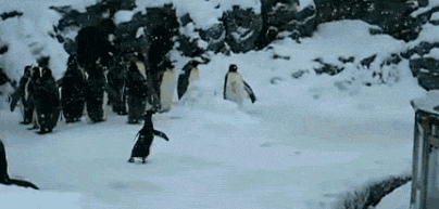 8db95faa8676fd8355b22522f429e5ba.gif